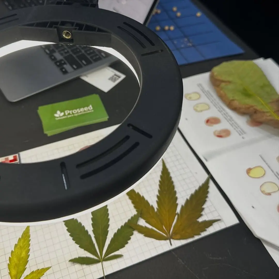 Proseed Cannabis: Rastreabilidade e Compliance (Anvisa)