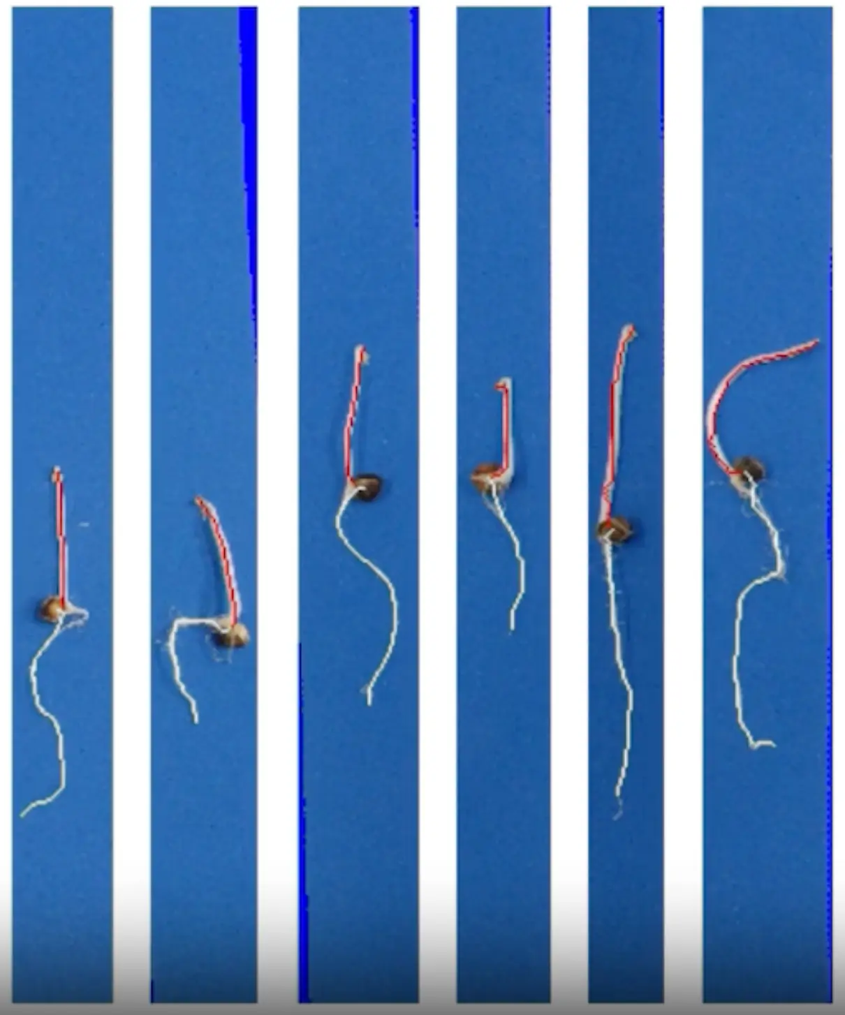 Estação de Aquisição de Imagens de Sementes & SAPL