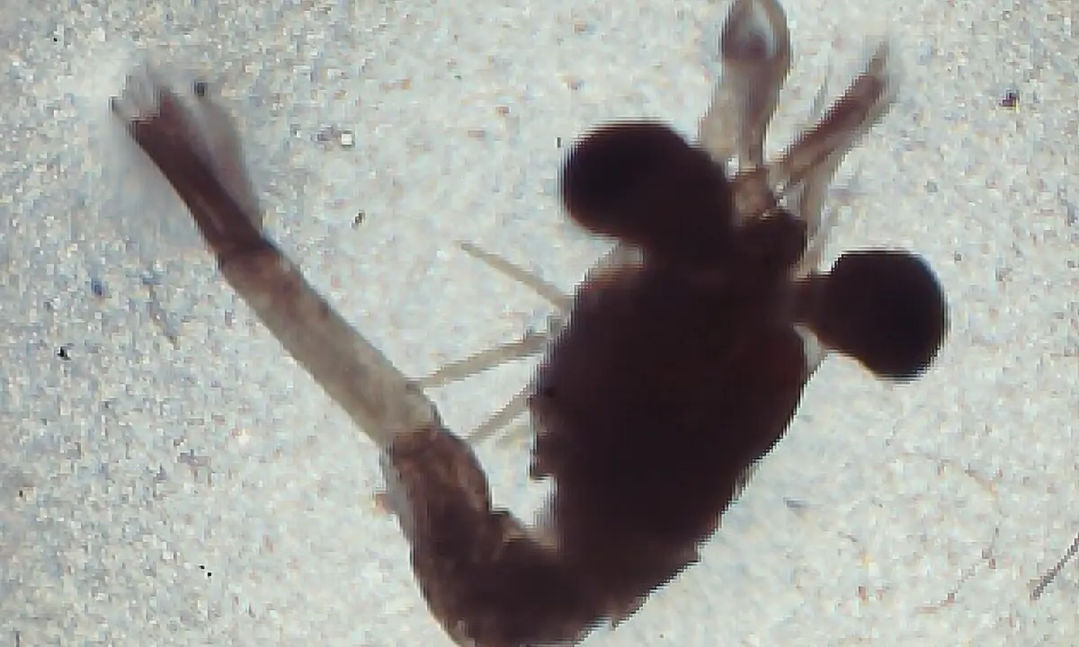 Diagnóstico Inteligente em Aquicultura