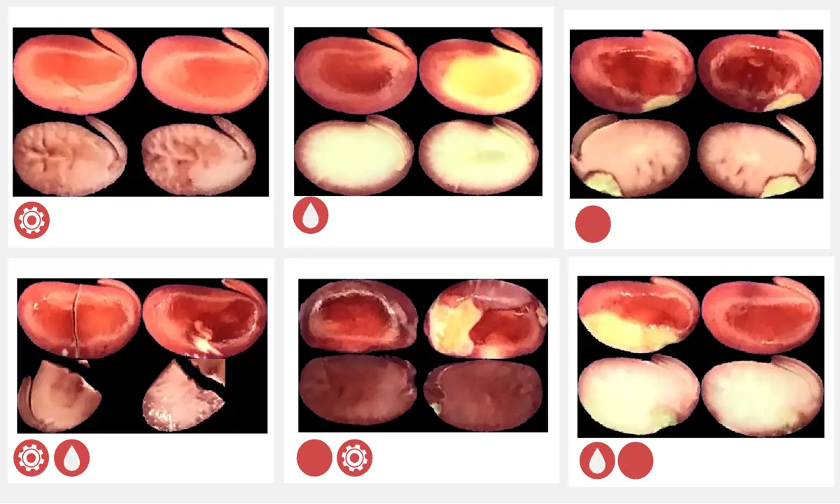 Automação Industrial do Teste de Tetrazólio em Soja