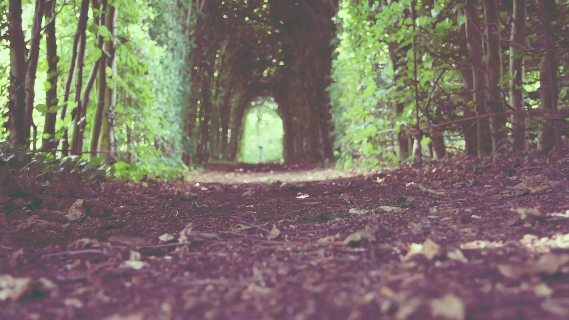 Pacote Comunidade de Criadores