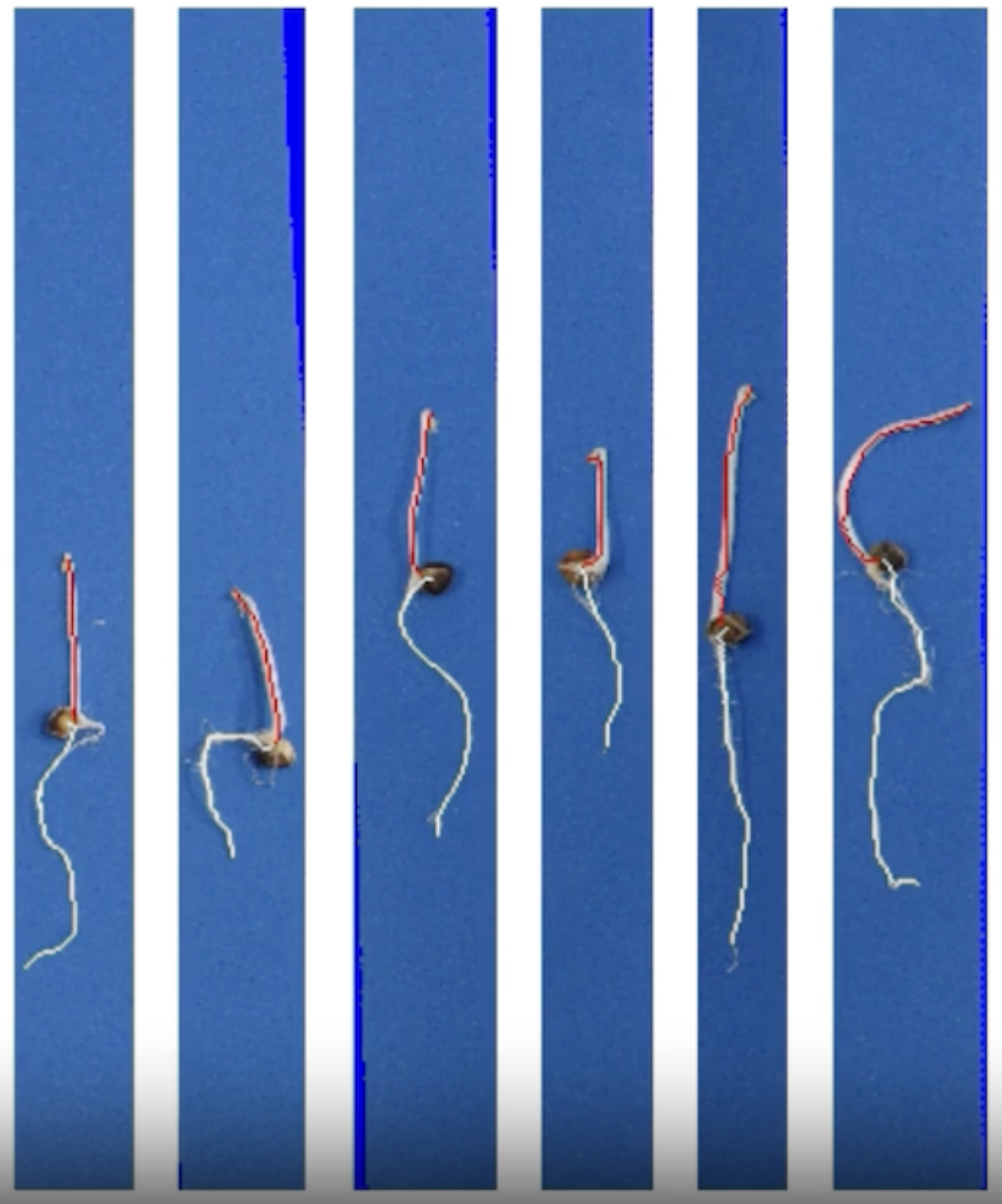 Estação de Aquisição de Imagens de Sementes & SAPL