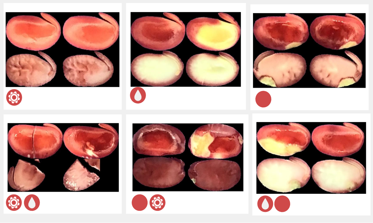 Automação Industrial do Teste de Tetrazólio em Soja